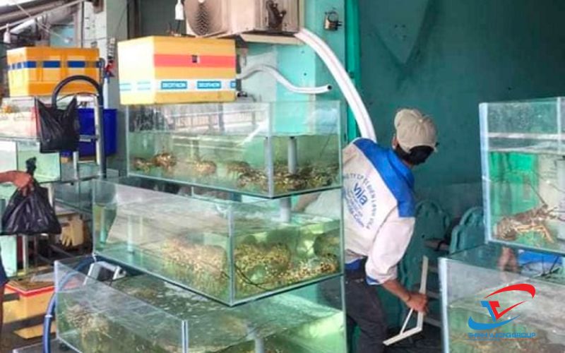 cách chọn máy làm lạnh bể cá, hồ nuôi hải sản